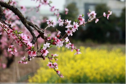 隔音房、隔音降噪、隔音門、隔音材料、吸音材料、硅晶砂、八方聲學(xué)